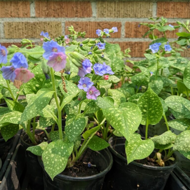 pulmonaria-heart-to-care-tanzania