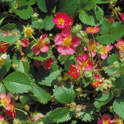 Ornamental Strawberry - Alpine Strawberry