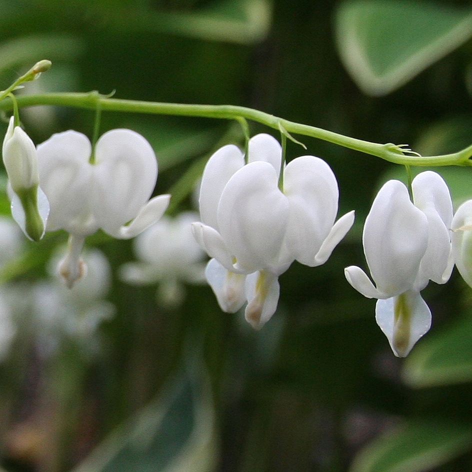 Bleeding Hearts - White - Makes a wonderful gift!