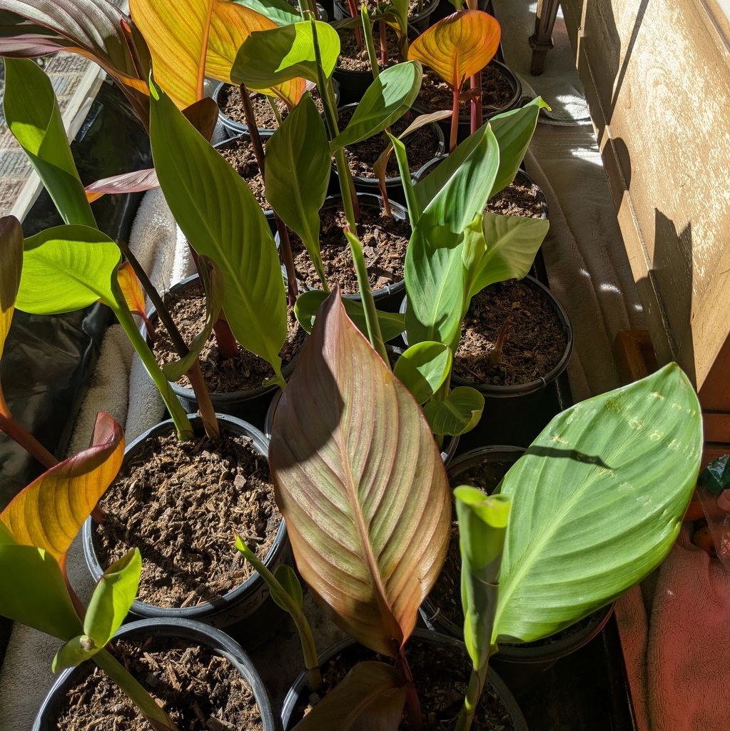 Canna - Bronze and Green leaves- Red flowers