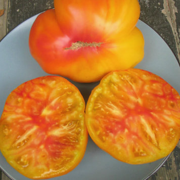Tomato - Gold Medal