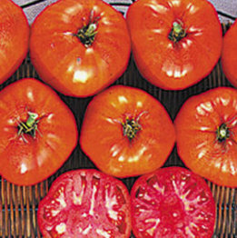 Tomato - Italian