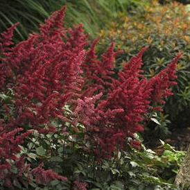 Astilbe x arendsii 'Fanal'